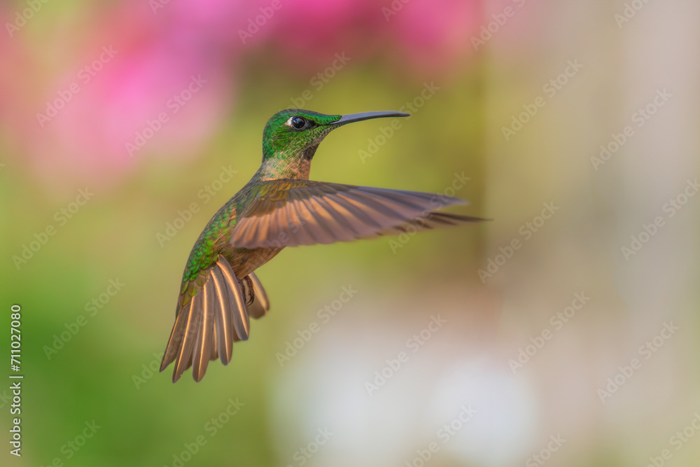Fototapeta premium Fawn-breasted Brilliant Hummingbird in flight, 4K resolution, best Ecuador humminbirds