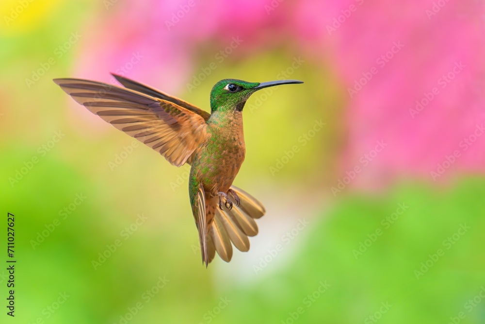 Fototapeta premium Fawn-breasted Brilliant Hummingbird in flight, 4K resolution, best Ecuador humminbirds