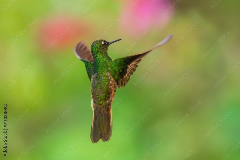Fototapeta premium Fawn-breasted Brilliant Hummingbird in flight, 4K resolution, best Ecuador humminbirds