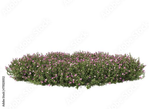 Hairy Rock-rose bushes 