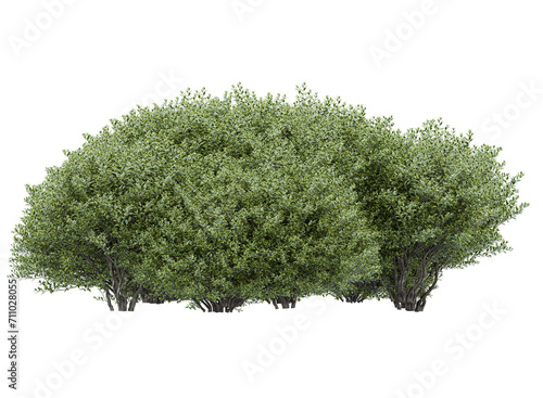 Fototapete Wild privet branch bushes shrub isolated