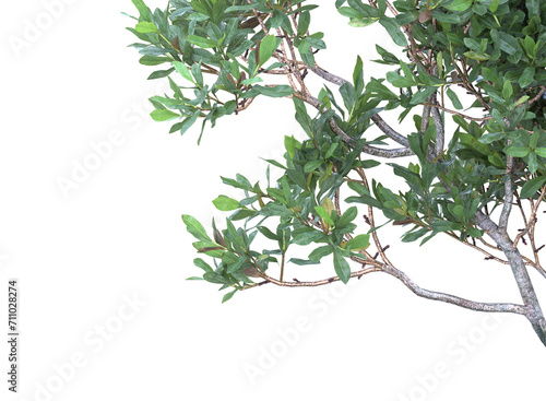 Northern bayberry branch bushes shrub isolated