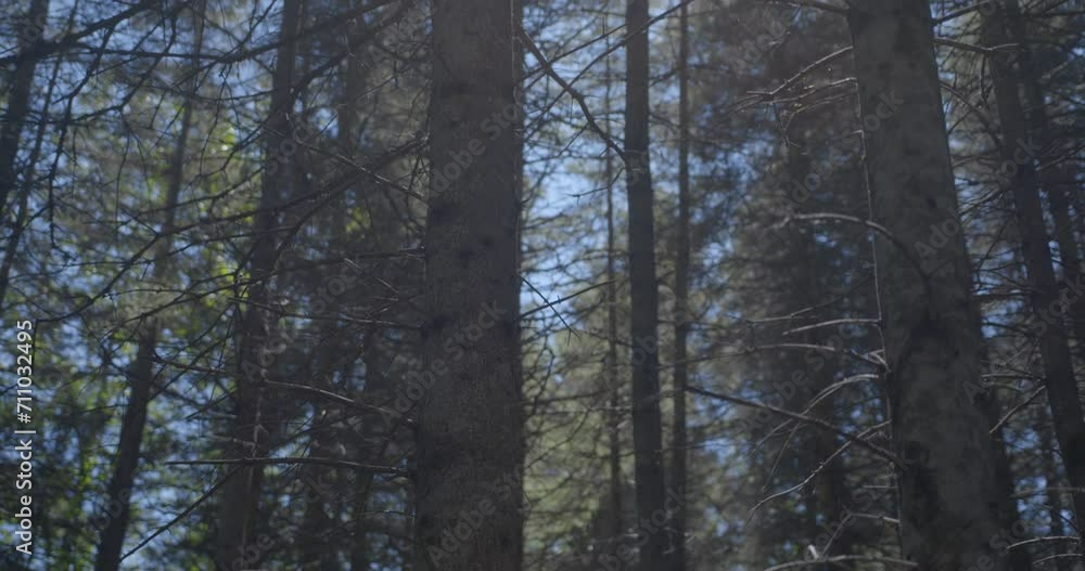 Conifer trunk / Tilting up at sun Conifer trunk / Tilting up at sun