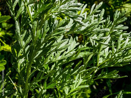 Artemisia absinthium, absinthe, absinthium, absinthe wormwood, wormwood plant, close up photo