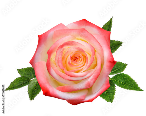 Pink rose isolated on white background with clipping path