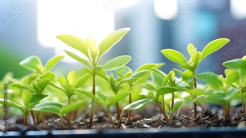 Closeup of bright green leaves sprouting from a rooftop garden in the heart of the city.