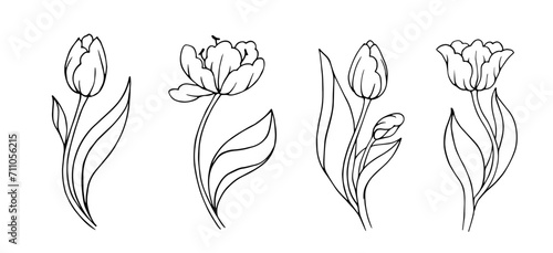 Botanical linear sketch of tulip flowers and buds.Vector graphics.