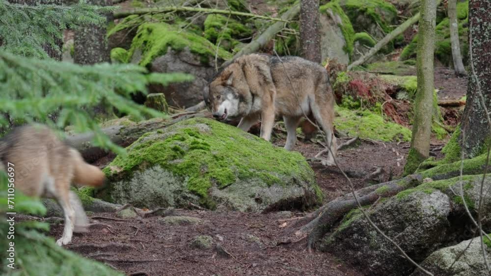 Pack of wolves is looking for food in the forest Pack of wolves is looking for food in the forest