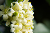 macro photo of white flower