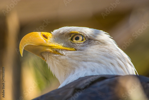 portrait of a bald eagle