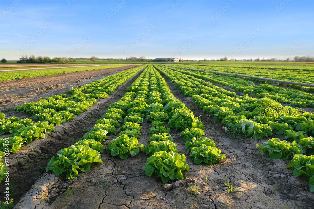 beautiful green vegetable lettuce plants, field with planted seedlings, sun shining on farmland, natural background for designer, wallpapers, food crisis, environmental concept, agriculture, farming