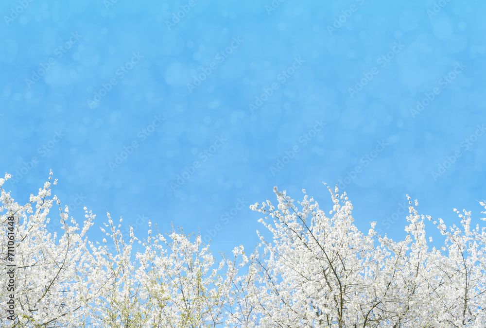 Beautiful floral spring abstract nature background, white blooming branches with soft focus on soft light blue sky background, for Easter and spring cards with copy space