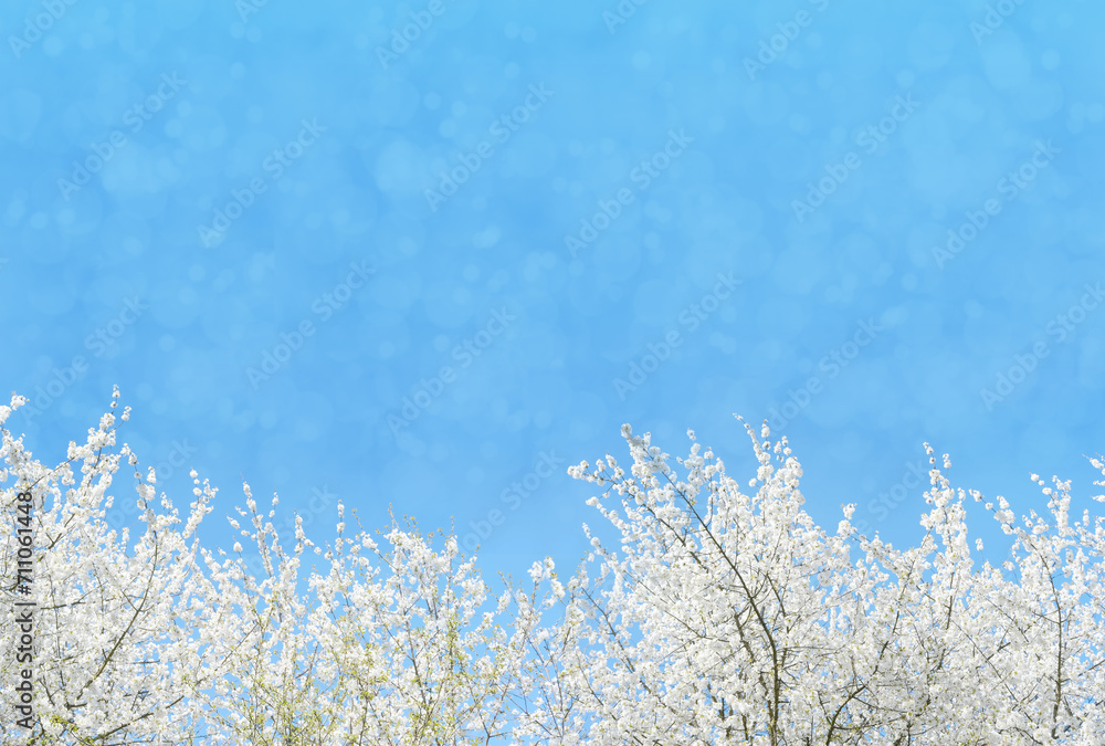 Beautiful floral spring abstract nature background, white blooming branches with soft focus on soft light blue sky background, for Easter and spring cards with copy space Beautiful floral spring abstract nature background, white blooming branches with soft focus on soft light blue sky background, for Easter and spring cards with copy space