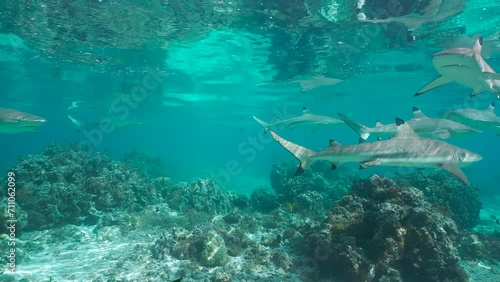 Underwater several blacktip reef sharks in the lagoon of Huahine in French Polynesia, south Pacific ocean, natural scene photo