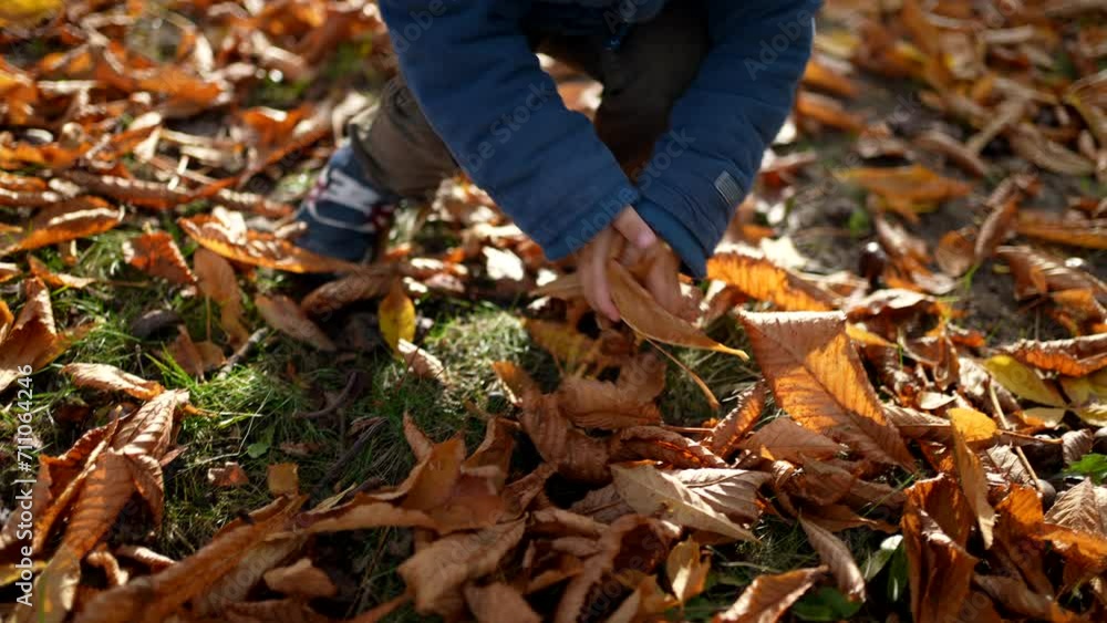 Child with Orange Leaves on Head in Sunlit Park - Autumn Playtime of kid wearing blue jacket amidst orange nature playing outdoors Child with Orange Leaves on Head in Sunlit Park - Autumn Playtime of kid wearing blue jacket amidst orange nature playing outdoors