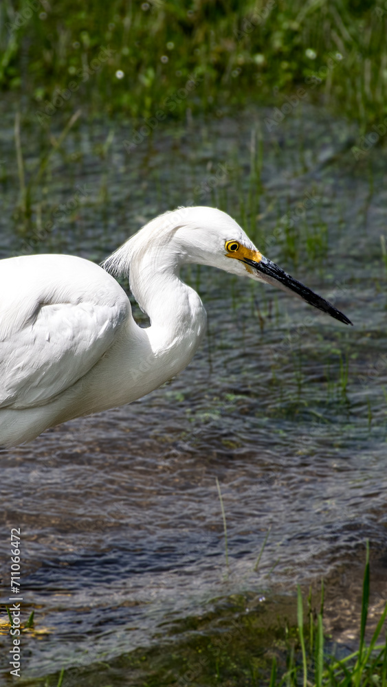 snowy egret snowy egret