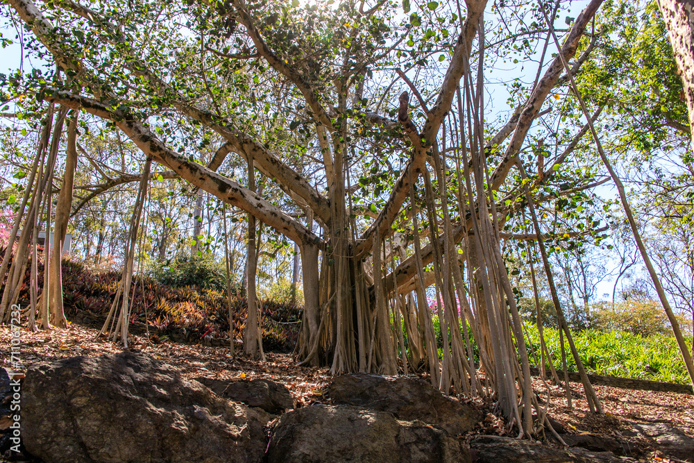 Fototapeta premium Majestic Banyan Tree Amidst Rocky Terrain