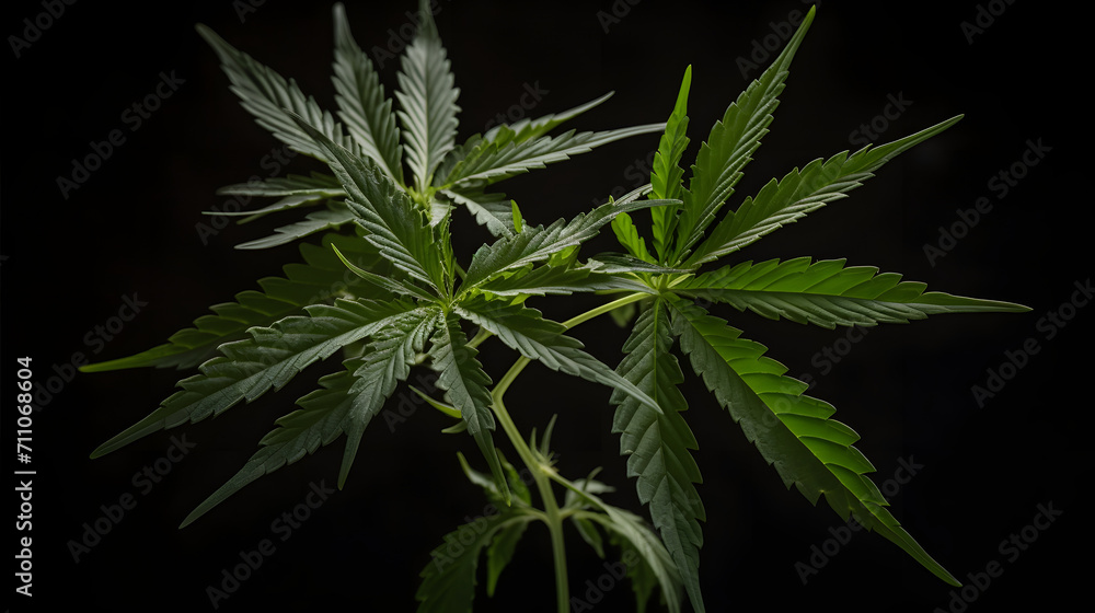 cannabis plant cannabis plant