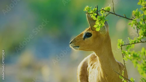 Close up of a Steenbok (Raphicerus campestris) eating leaves in Central Kalahari Game Reserve Afrcia. photo