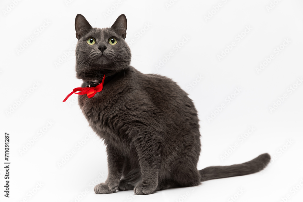 A beautiful gray cat with a red bow around its neck sits on a white background in a full-length, graceful pose A beautiful gray cat with a red bow around its neck sits on a white background in a full-length, graceful pose