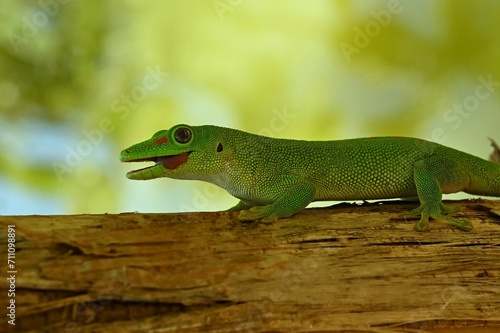 Madagascar day gecko- Phelsuma madagascariensis madagascariensis
