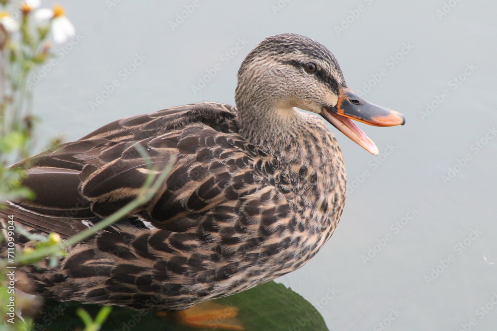 Fototapeta premium duck with beak open like beside the lake