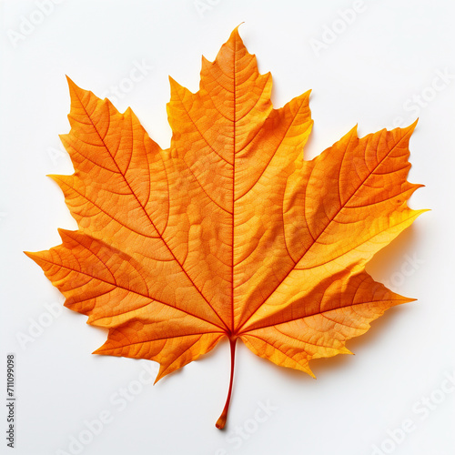 Wallpaper Mural Closeup of autumn leaf on white background Torontodigital.ca