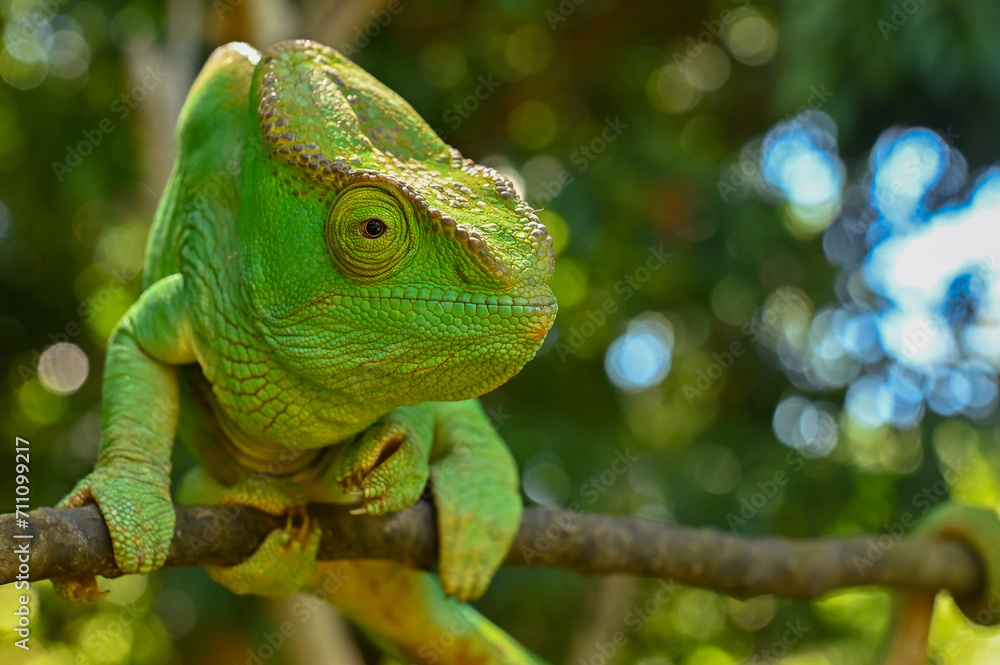 Fototapeta premium Female Parson`s Chameleon, Madagascar nature