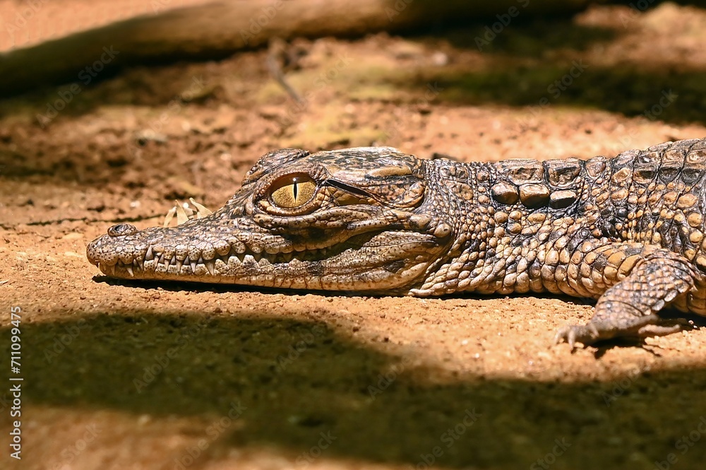 Fototapeta premium Young crocodile, Madagascar nature