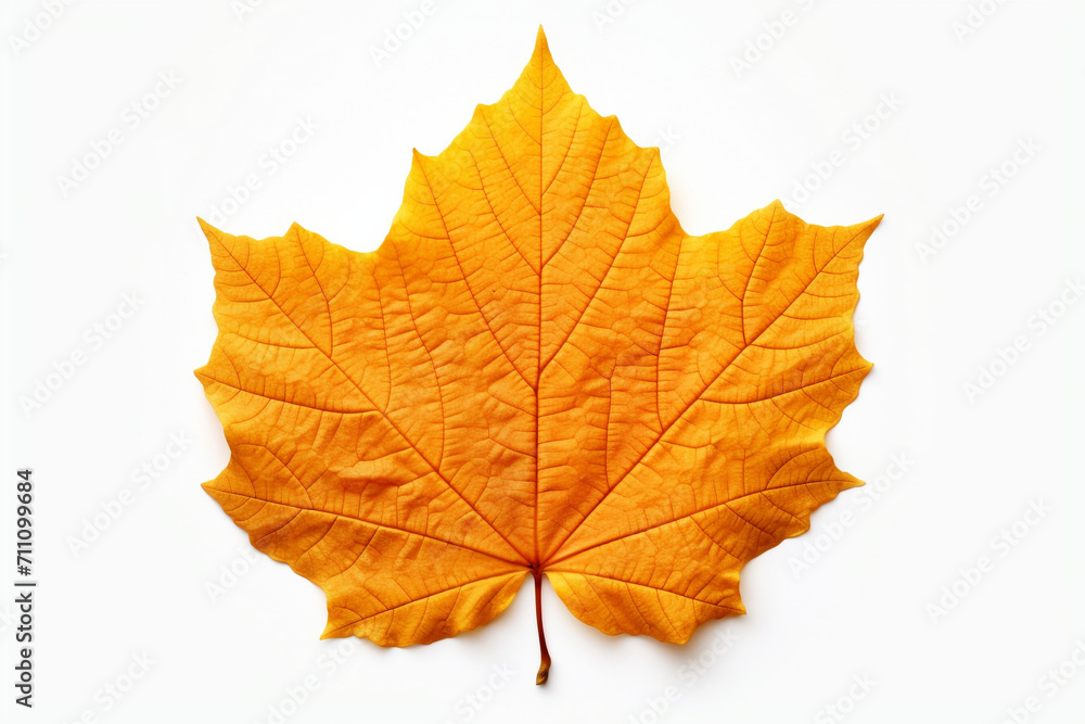 Closeup of autumn leaf on white background Closeup of autumn leaf on white background
