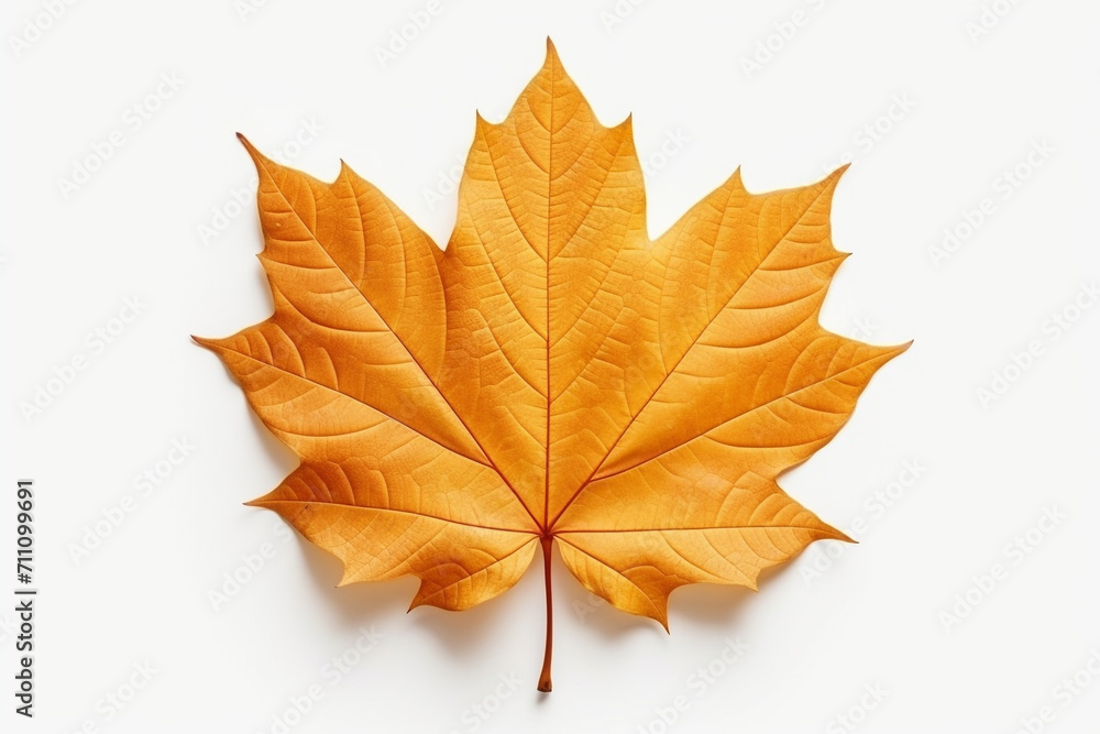 Fototapeta premium Closeup of autumn leaf on white background