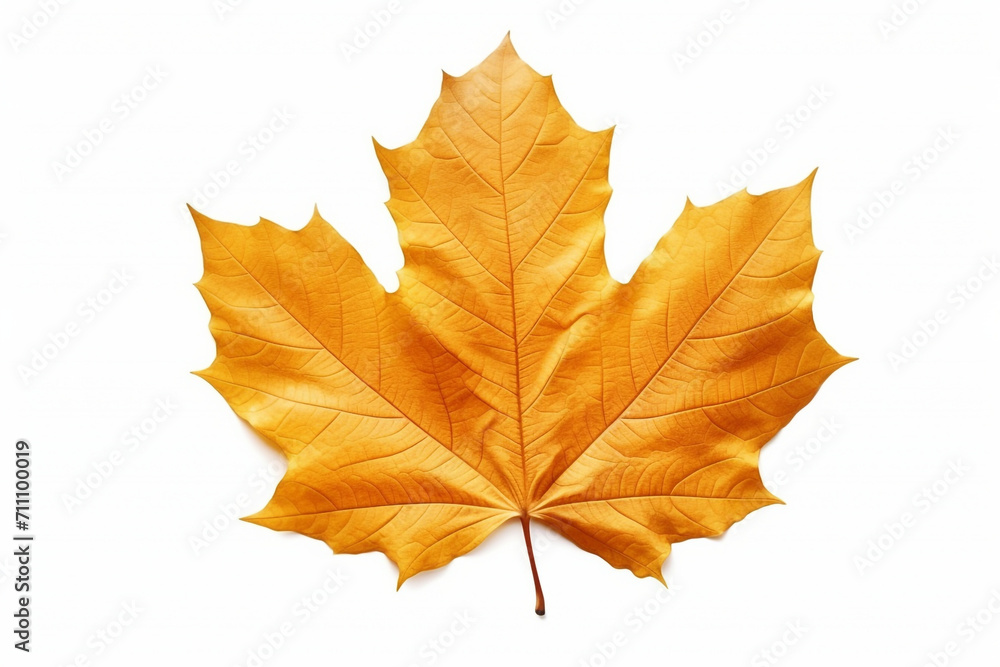 Closeup of autumn leaf on white background