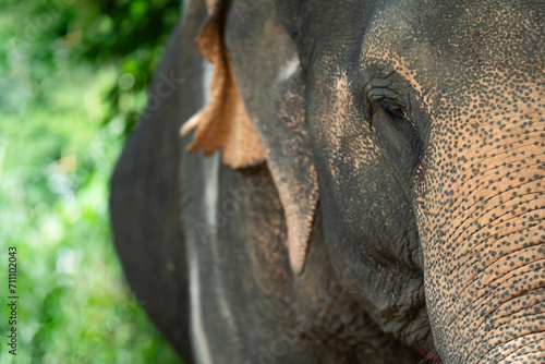 Asian elephant eye. A close up of an wild animal