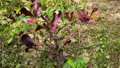 Peppergrass: a beautiful and cold-resistant foliage plant © ting