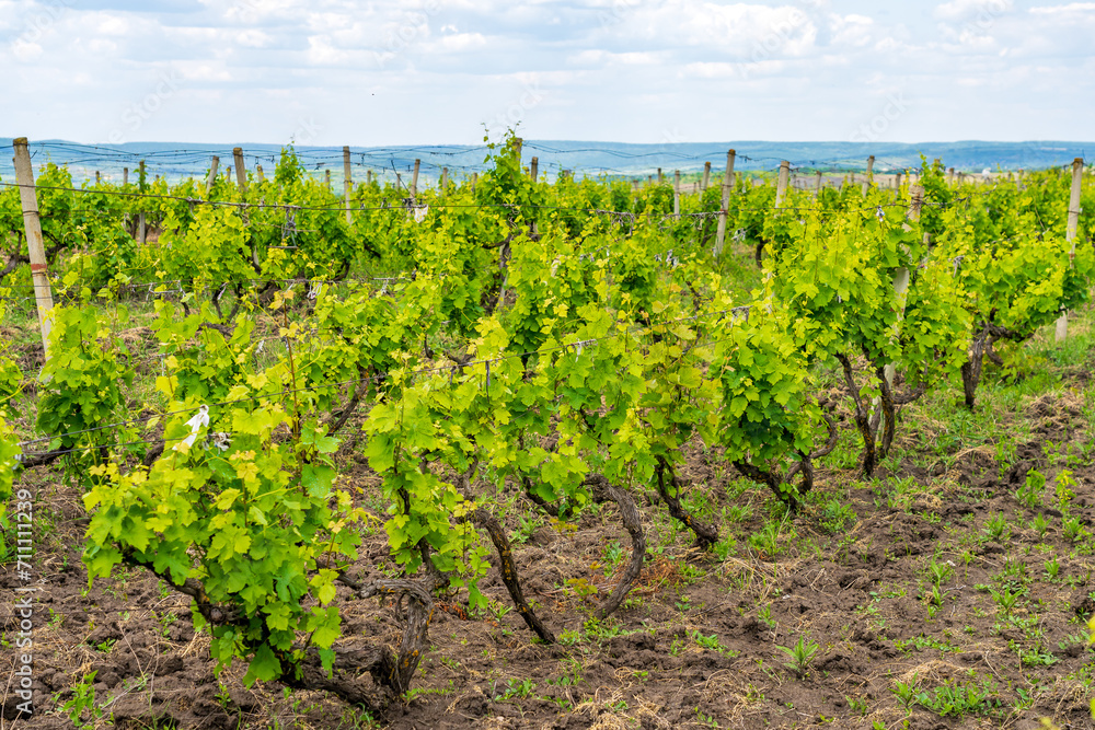 Elite wine grape fields. Background or backdrop with selective focus and copy space