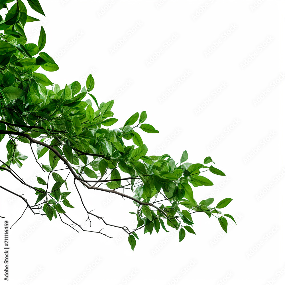 textura hojas verdes de arbol y zarza generado por ia con fondo blanco textura hojas verdes de arbol y zarza generado por ia con fondo blanco