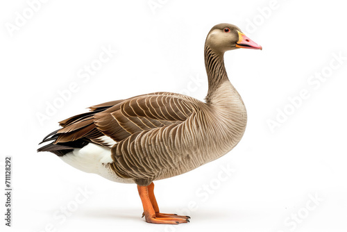 Elegant Grey Goose in Profile View