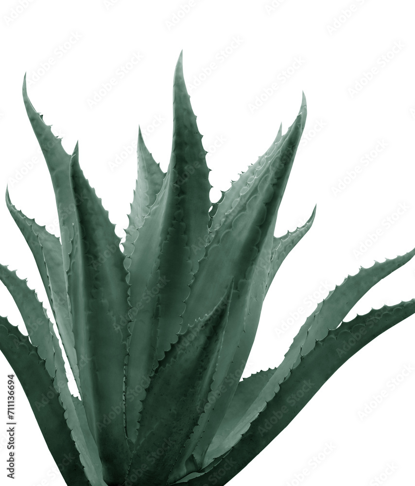 Beautiful agave plant on white background, color toned Beautiful agave plant on white background, color toned