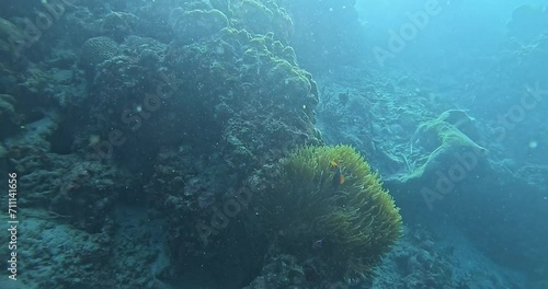 Diving in the Moalboal region of Cebu Island, Philippines, with a focus on exploring the underwater world and searching for interesting fish species. photo