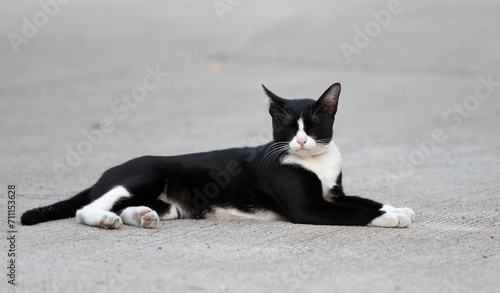 Black and white cat lying on the ground in the city street. © Champ