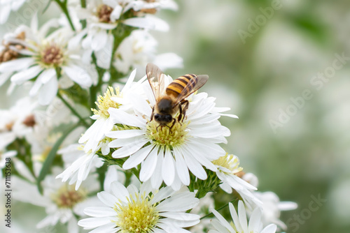 Bee on white flowers in the garden. Bee pollinates white flowers.
