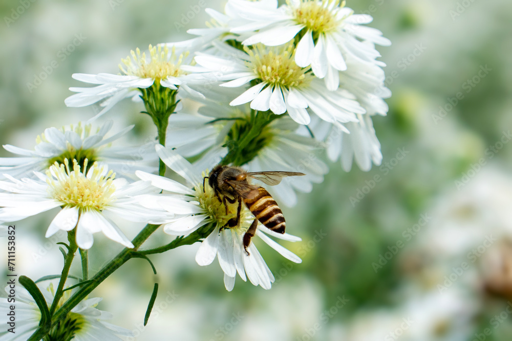 Bee on white flowers in the garden. Bee pollinates white flowers. Bee on white flowers in the garden. Bee pollinates white flowers.