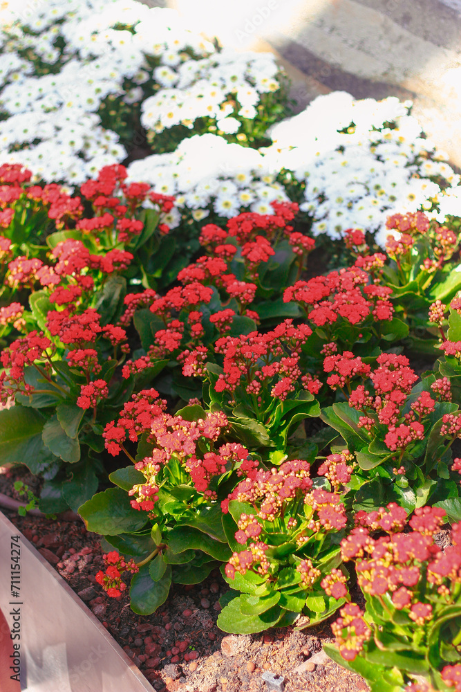Naklejka premium Flower bed with red flowers and white daisies in the garden