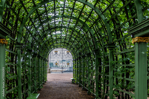 A tunnel in the park entwined with greenery on a summer day.