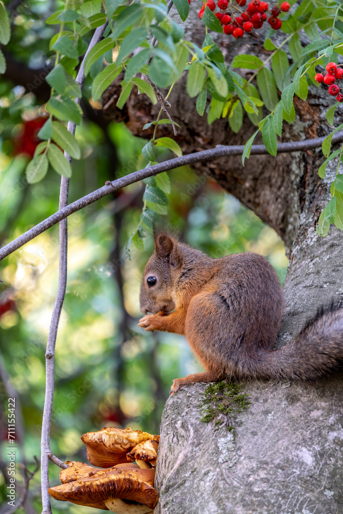 A squirrel sits on a tree in the forest and eats a nut. A squirrel sits on a tree in the forest and eats a nut.