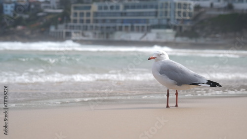 Gulls, or colloquially Seagulls on a sandy beach. photo