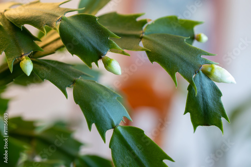 Macro abstract defocused view of delicate white flower blossoms in bloom on a schlumbergera truncata (Thanksgiving cactus) plant photo