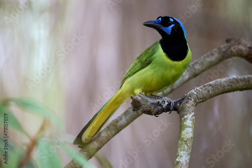 Green Jay, cyanocorax luxuosus, posing on a branch in the Estero Llano Grande State Park, Texas forest during the winter.