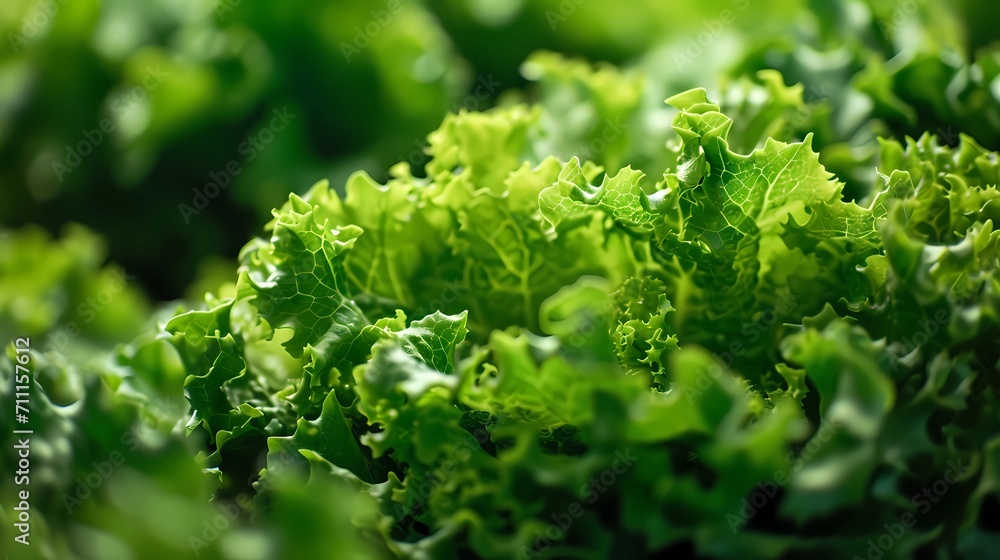 close up of green lettuce leaves close up of green lettuce leaves