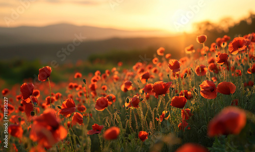 poppy field in sunset © Creative-Touch